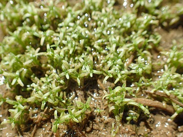 Callitriche cophocarpa \ Stumpfkantiger Wasserstern / Long-Styled Water Starwort, A Lawinenstein 5.7.2020