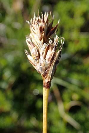 Carex curvula \ Gewhnliche Krumm-Segge / Curly Sedge, A Wölzer Tauern, Kleiner Zinken 24.7.2021