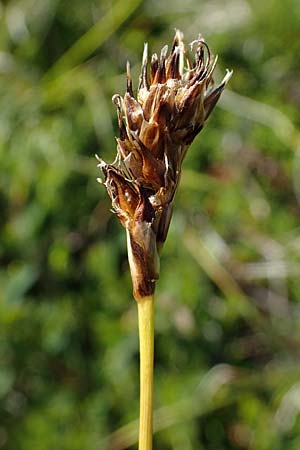 Carex curvula \ Gewhnliche Krumm-Segge / Curly Sedge, A Wölzer Tauern, Kleiner Zinken 24.7.2021
