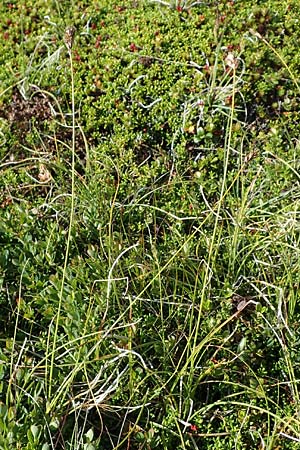 Carex curvula \ Gewhnliche Krumm-Segge / Curly Sedge, A Wölzer Tauern, Kleiner Zinken 24.7.2021