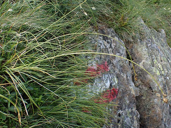Carex curvula \ Gewhnliche Krumm-Segge / Curly Sedge, A Niedere Tauern, Sölk-Pass 26.7.2021