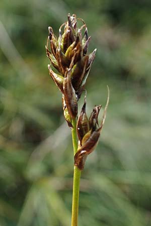 Carex curvula \ Gewhnliche Krumm-Segge / Curly Sedge, A Niedere Tauern, Sölk-Pass 26.7.2021