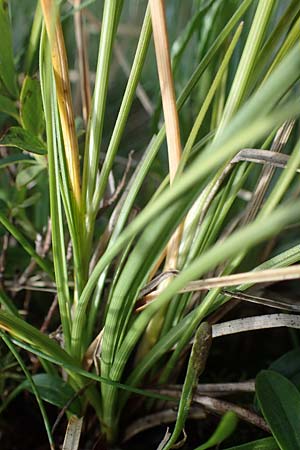 Carex curvula \ Gewhnliche Krumm-Segge / Curly Sedge, A Niedere Tauern, Sölk-Pass 26.7.2021
