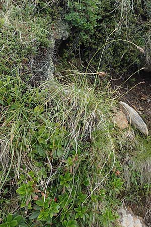 Carex curvula \ Gewhnliche Krumm-Segge / Curly Sedge, A Niedere Tauern, Sölk-Pass 26.7.2021