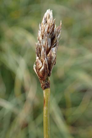Carex curvula \ Gewhnliche Krumm-Segge / Curly Sedge, A Niedere Tauern, Sölk-Pass 26.7.2021