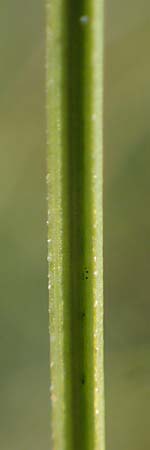 Carex curvula \ Gewhnliche Krumm-Segge / Curly Sedge, A Niedere Tauern, Sölk-Pass 26.7.2021