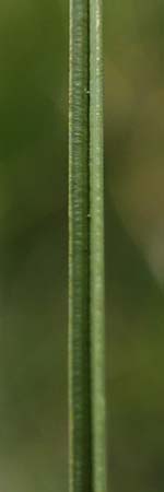 Carex curvula \ Gewhnliche Krumm-Segge / Curly Sedge, A Niedere Tauern, Sölk-Pass 26.7.2021