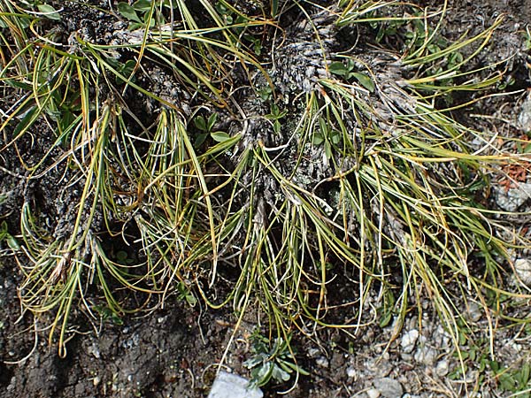 Carex curvula \ Gewhnliche Krumm-Segge / Curly Sedge, A Seckauer Tauern, Brandstätter Törl 27.7.2021
