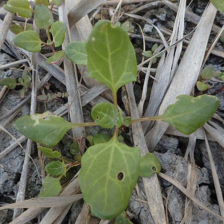 Chenopodium chenopodioides \ Dickblatt-Gnsefu, Salz-Rot-Gnsefu / Low Goosefoot, A Seewinkel, Illmitz 10.5.2012