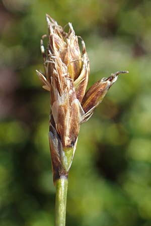 Carex curvula \ Gewhnliche Krumm-Segge / Curly Sedge, A Kärnten/Carinthia, Koralpe 1.7.2022