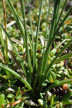 Carex curvula \ Gewhnliche Krumm-Segge / Curly Sedge, A Kärnten/Carinthia, Koralpe 1.7.2022