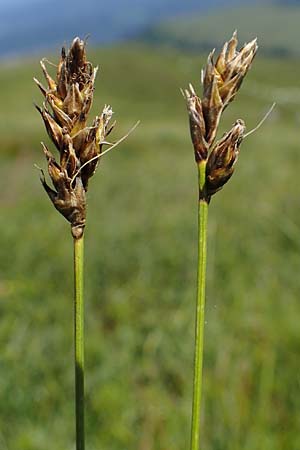 Carex curvula \ Gewhnliche Krumm-Segge / Curly Sedge, A Kärnten/Carinthia, Koralpe 1.7.2022