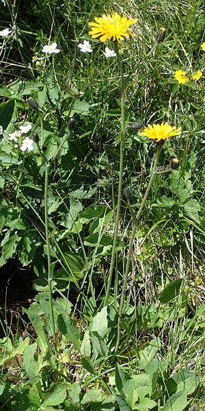 Crepis pyrenaica \ Grokpfiger Pippau / Conyza-Leaved Hawk's-Beard, A Kärnten/Carinthia, Koralpe 1.7.2022