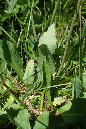 Crepis pyrenaica \ Grokpfiger Pippau / Conyza-Leaved Hawk's-Beard, A Kärnten/Carinthia, Koralpe 1.7.2022