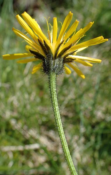 Crepis pyrenaica \ Grokpfiger Pippau / Conyza-Leaved Hawk's-Beard, A Kärnten/Carinthia, Koralpe 1.7.2022