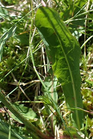 Crepis pyrenaica \ Grokpfiger Pippau / Conyza-Leaved Hawk's-Beard, A Kärnten/Carinthia, Koralpe 1.7.2022