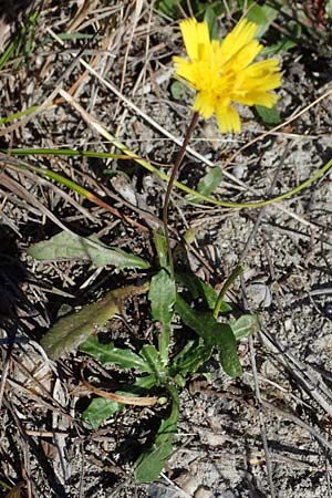 Leontodon saxatilis \ Nickender Lwenzahn / Lesser Hawkbit, Hairy Hawkbit, A Seewinkel, Apetlon 23.9.2022