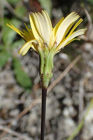 Leontodon saxatilis \ Nickender Lwenzahn / Lesser Hawkbit, Hairy Hawkbit, A Seewinkel, Apetlon 23.9.2022