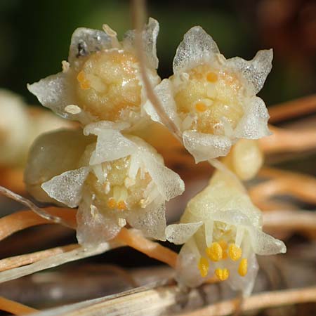Cuscuta campestris \ Amerikanische Seide / Yellow Dodder, A Seewinkel, Apetlon 26.9.2022