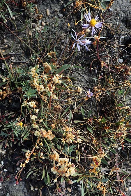 Cuscuta campestris \ Amerikanische Seide / Yellow Dodder, A Seewinkel, Apetlon 26.9.2022