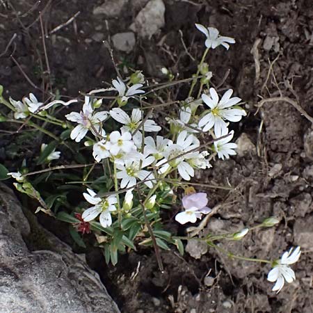 Cerastium carinthiacum \ K�rntner Hornkraut / Carinthian Mouse-Ear, A Admont 5.7.2024