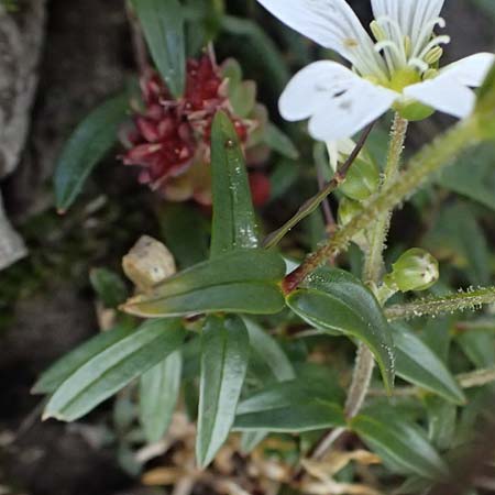 Cerastium carinthiacum \ K�rntner Hornkraut / Carinthian Mouse-Ear, A Admont 5.7.2024
