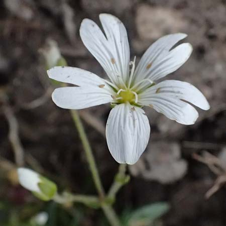 Cerastium carinthiacum \ K�rntner Hornkraut / Carinthian Mouse-Ear, A Admont 5.7.2024