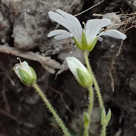 Cerastium carinthiacum \ K�rntner Hornkraut / Carinthian Mouse-Ear, A Admont 5.7.2024