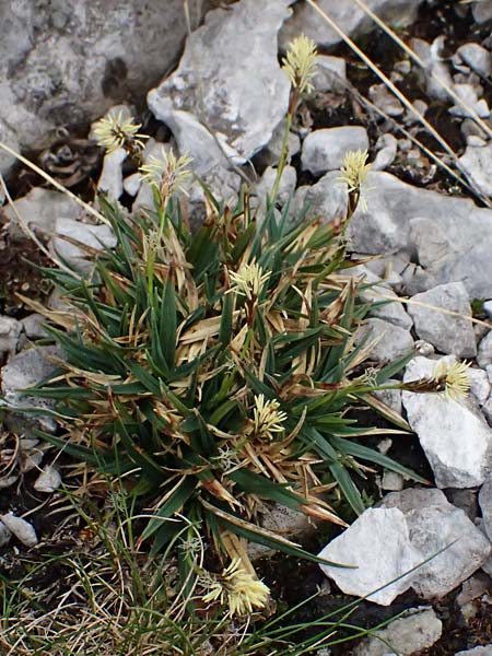 Carex caryophyllea \ Frhlings-Segge / Spring Sedge, A Admont 5.7.2024
