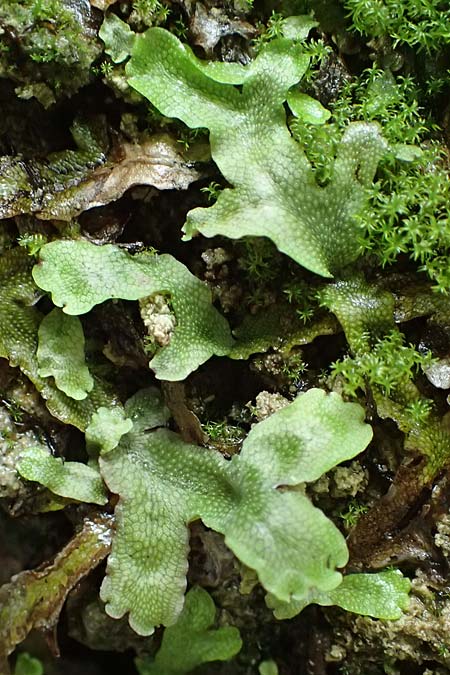 Conocephalum conicum \ Kegelkopf-Lebermoos / Scented Liverwort, A Taxenbach 28.6.2025