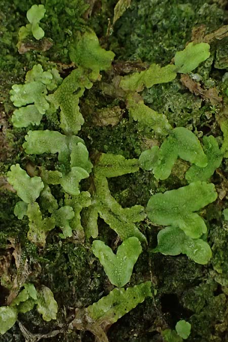 Conocephalum conicum \ Kegelkopf-Lebermoos / Scented Liverwort, A Taxenbach 28.6.2025
