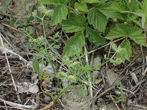 Caucalis platycarpos \ M�hren-Haftdolde / Small Bur Parsley, A Ladendorf 12.6.2026