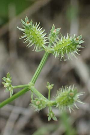 Caucalis platycarpos \ M�hren-Haftdolde / Small Bur Parsley, A Ladendorf 12.6.2026