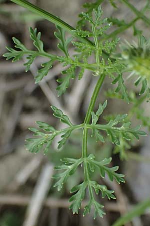 Caucalis platycarpos \ M�hren-Haftdolde / Small Bur Parsley, A Ladendorf 12.6.2026