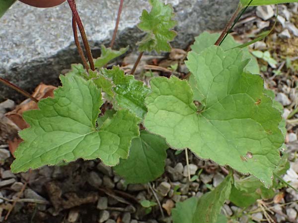 Campanula carpatica \ Karpaten-Glockenblume / Tussok Bellflower, A Perchtoldsdorf 14.6.2026