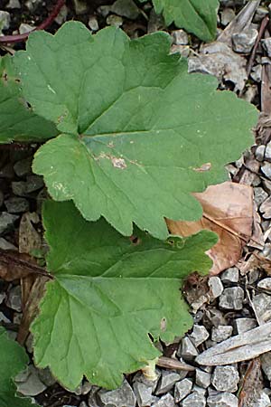 Campanula carpatica \ Karpaten-Glockenblume / Tussok Bellflower, A Perchtoldsdorf 14.6.2026