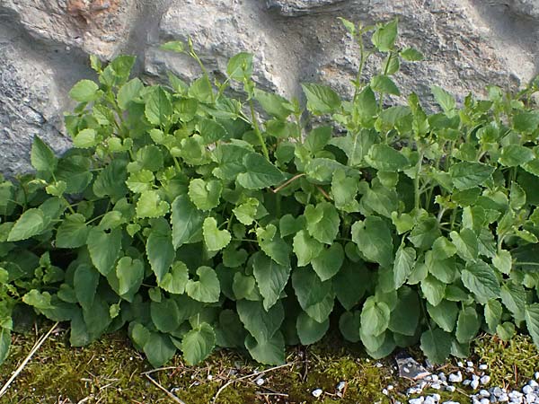 Campanula carpatica \ Karpaten-Glockenblume / Tussok Bellflower, A Neuberg an der M&uuml;rz 14.6.2026