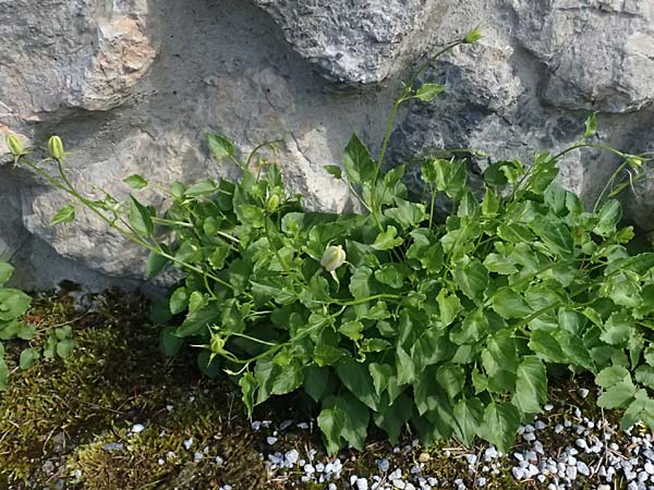Campanula carpatica \ Karpaten-Glockenblume / Tussok Bellflower, A Neuberg an der M&uuml;rz 14.6.2026