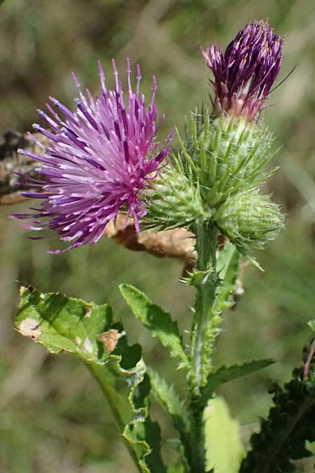 Carduus crispus \ Krause Distel / Welted Thistle, A Weinviertel,  Ziersdorf 15.8.2026