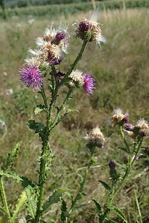 Carduus crispus \ Krause Distel / Welted Thistle, A Weinviertel,  Ziersdorf 15.8.2026