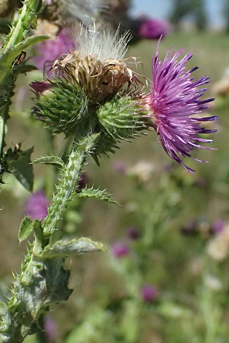 Carduus crispus \ Krause Distel / Welted Thistle, A Weinviertel,  Ziersdorf 15.8.2026