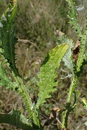 Carduus crispus \ Krause Distel / Welted Thistle, A Weinviertel,  Ziersdorf 15.8.2026