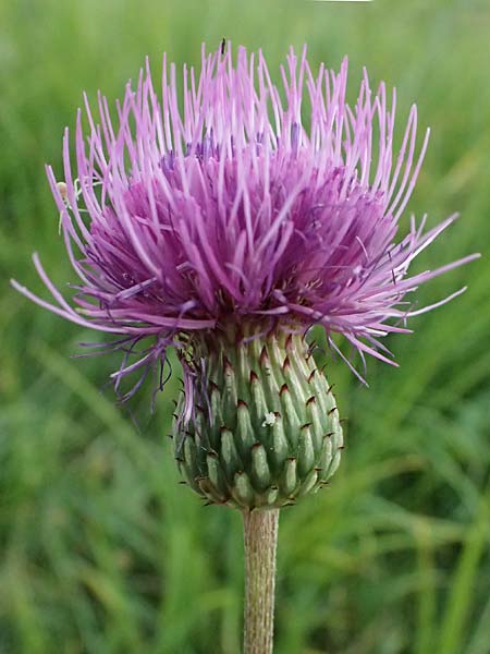 Cirsium canum \ Graue Kratzdistel / Queen Anne's Thistle, A Moosburg 16.8.2026