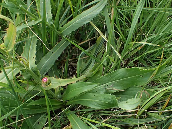 Cirsium canum \ Graue Kratzdistel / Queen Anne's Thistle, A Moosburg 16.8.2026