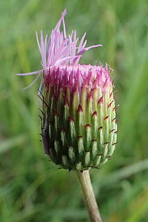 Cirsium canum \ Graue Kratzdistel / Queen Anne's Thistle, A Moosburg 16.8.2026