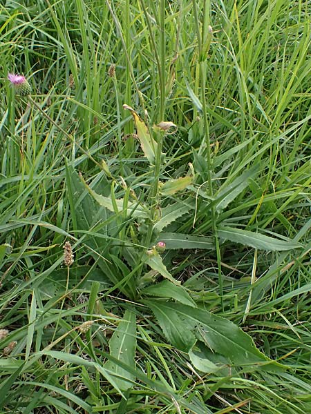 Cirsium canum \ Graue Kratzdistel / Queen Anne's Thistle, A Moosburg 16.8.2026