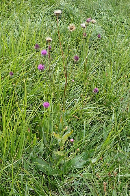 Cirsium canum \ Graue Kratzdistel / Queen Anne's Thistle, A Moosburg 16.8.2026