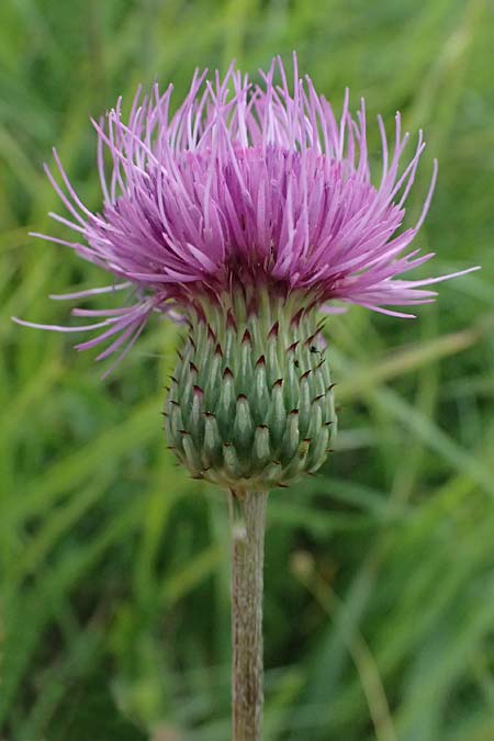Cirsium canum \ Graue Kratzdistel / Queen Anne's Thistle, A Moosburg 16.8.2026