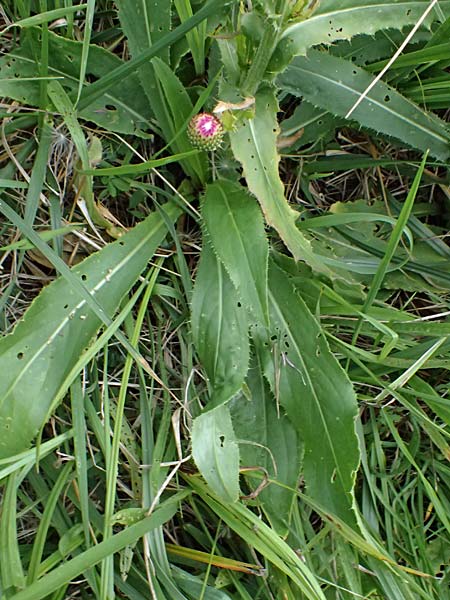 Cirsium canum \ Graue Kratzdistel / Queen Anne's Thistle, A Moosburg 16.8.2026