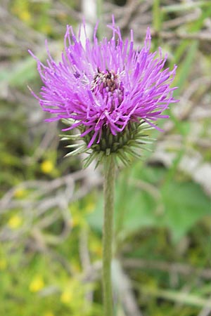 Carduus defloratus \ Alpen-Distel / Alpine Thistle, A Hahntennjoch 16.7.2010